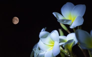 Jardiner avec la Lune